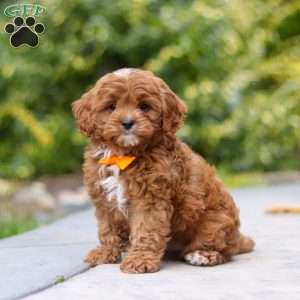 Peyton, Cavapoo Puppy